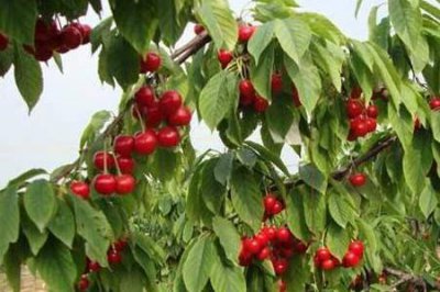 ​四川大樱桃种植条件