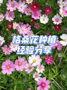 ​波斯菊怎么种植方法（波斯菊种植方法）