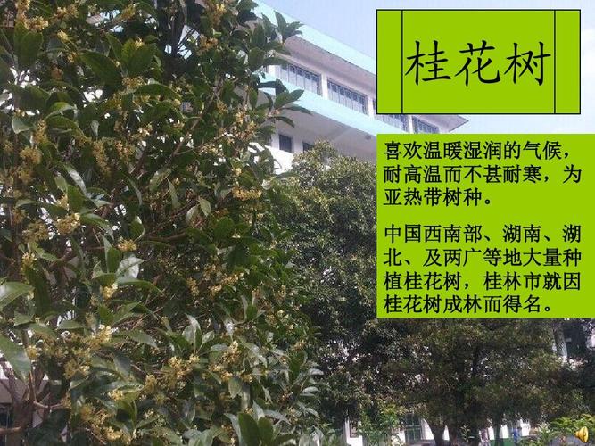 桂花树的资料（桂花树介绍）