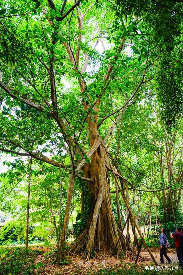 自驾西双版纳旅游攻略（西双版纳5个特色景区）(6)