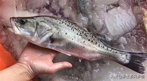 海鲈鱼是海鱼还是淡水鱼(海鲈鱼是海里的鱼吗)