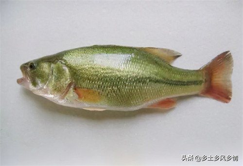 海鲈鱼是海鱼还是淡水鱼(海鲈鱼是海里的鱼吗)