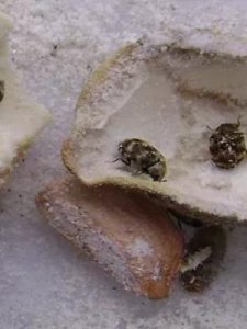​黑毛皮蠹(卧室有黑色硬壳小虫源头在哪)