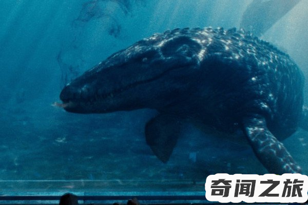 巨齿鲨的天敌有哪些,,巨齿鲨的真正的天敌