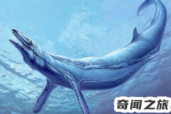 巨齿鲨的天敌有哪些,,巨齿鲨的真正的天敌