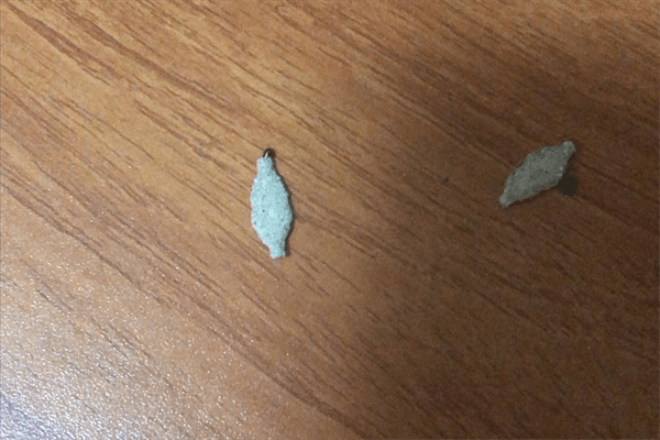 衣蛾幼虫对人有危害吗(衣蛾幼虫如何消灭)