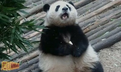 ​大熊猫的寿命有多长