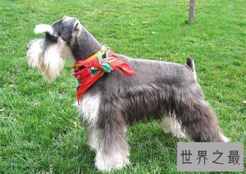 训练狗大小便好难搞？小编为你支招排忧解难！