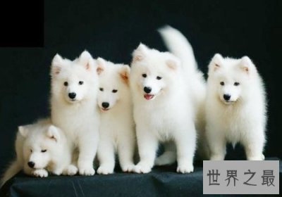 ​训练狗大小便好难搞？小编为你支招排忧解难！