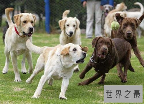 训练狗大小便好难搞？小编为你支招排忧解难！
