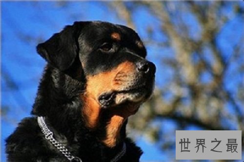 训练狗大小便好难搞？小编为你支招排忧解难！