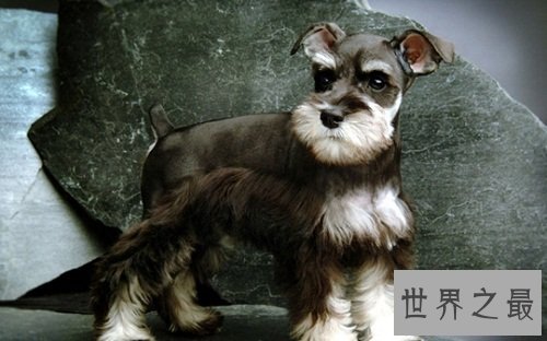 训练狗大小便好难搞？小编为你支招排忧解难！