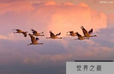 ​鸟类如何实现千里迁徙之谜