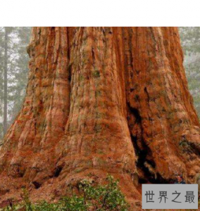 ​世界上最大的树，雪曼将军树身高达到110米左右。