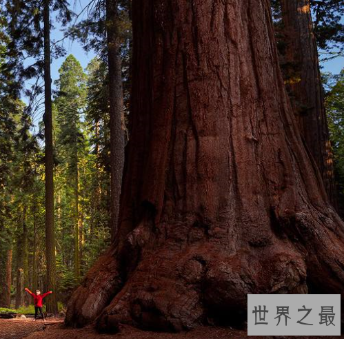 世界上最大的树，雪曼将军树身高达到110米左右。
