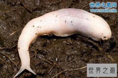 ​世界上最恐怖的虫类，幽灵蛞蝓(没有眼睛的幽灵)