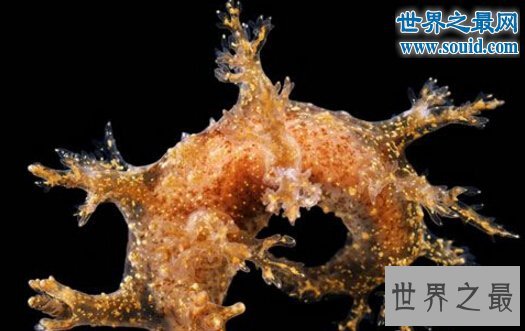 世界上最恐怖的虫类，幽灵蛞蝓(没有眼睛的幽灵)