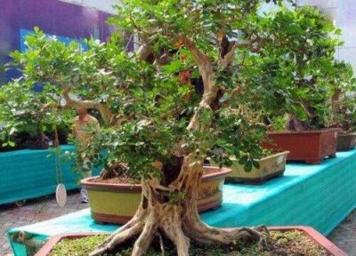 ​九里香绿植适合室内养吗（家里千万不能养九里香真的吗）