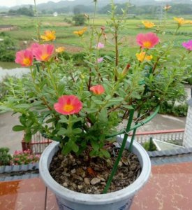 ​太阳花怎么养护长得快（太阳花简单养护管理注意事项）