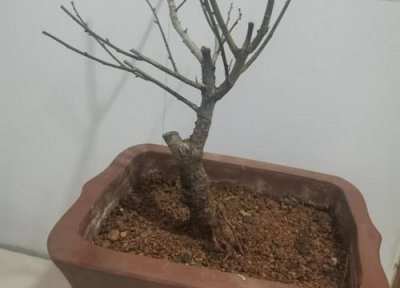 ​给土壤杀菌该用什么最好呢（土壤杀菌消毒的方法）