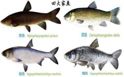 ​中国四大家鱼是哪四种，鲢鱼/草鱼/鳙鱼/青鱼成为中国食用最多的鱼