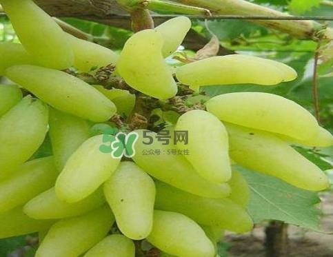 金手指葡萄多少钱一斤？金手指葡萄可以盆栽吗