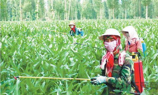 怎么清除蔬菜中的农药?蔬菜中农药残留的危害