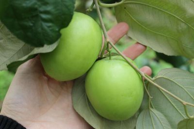 ​牛奶枣会上火吗 牛奶枣能存放多久