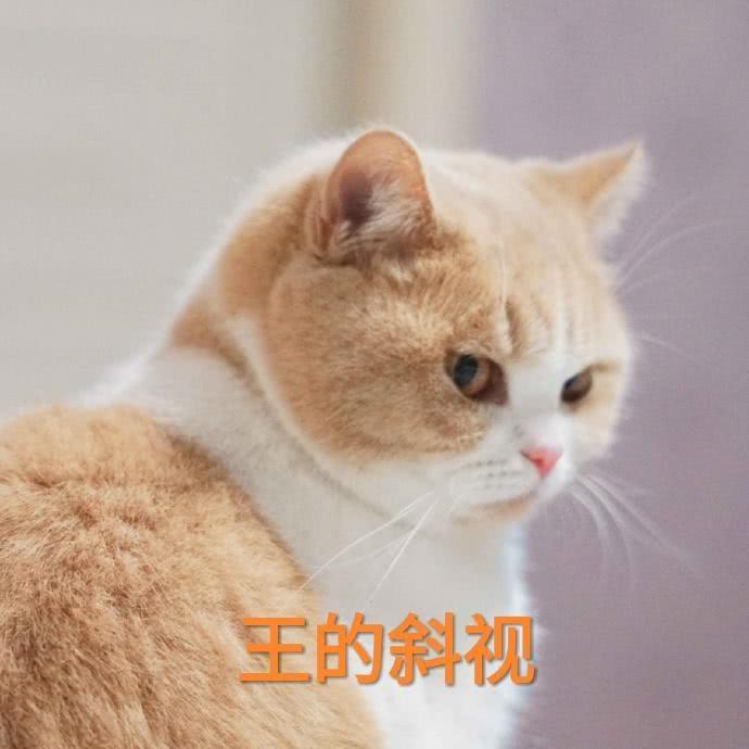 蜜桃猫咪表情包：你说什么就是什么，反正我听不懂人话