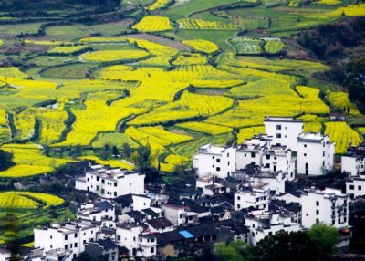 ​江岭位于上饶市婺源县溪头乡，是中国四大花海之一，风光无限