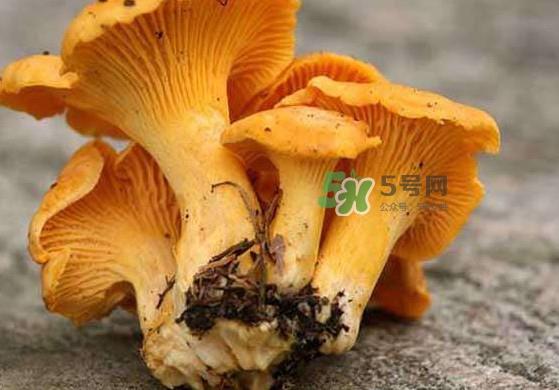 鸡油菌孕妇能吃吗？孕妇可以吃鸡油菌吗