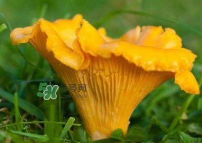 ​鸡油菌孕妇能吃吗？孕妇可以吃鸡油菌吗