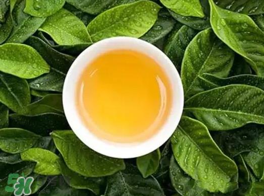 柿叶茶有什么作用 柿子叶茶的功效与作用 