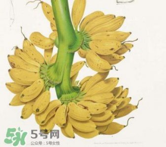 ​芭蕉里面的黑籽是什么？芭蕉是草本类还是木本类