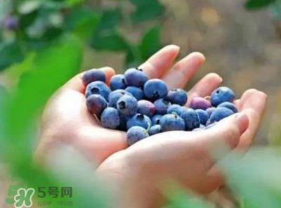 ​蓝莓和杨梅能一起吃吗？蓝莓和杨梅可以一起泡酒吗？