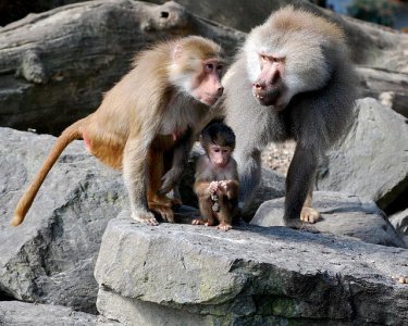 ​非洲猴科：阿拉伯狒狒，组建庞大的族群为水源而战