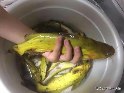 ​垂钓“黄辣丁”的好时机来了，掌握四个窍门，新手也能连杆
