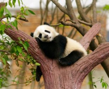 ​大熊猫作为一级保护动物，在20世纪初期，却遭到西方人肆意屠杀