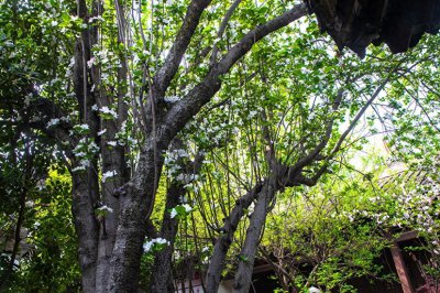 ​北京中南海西花厅的海棠树在邓颖超祖居开花了，她原来是光山人呀