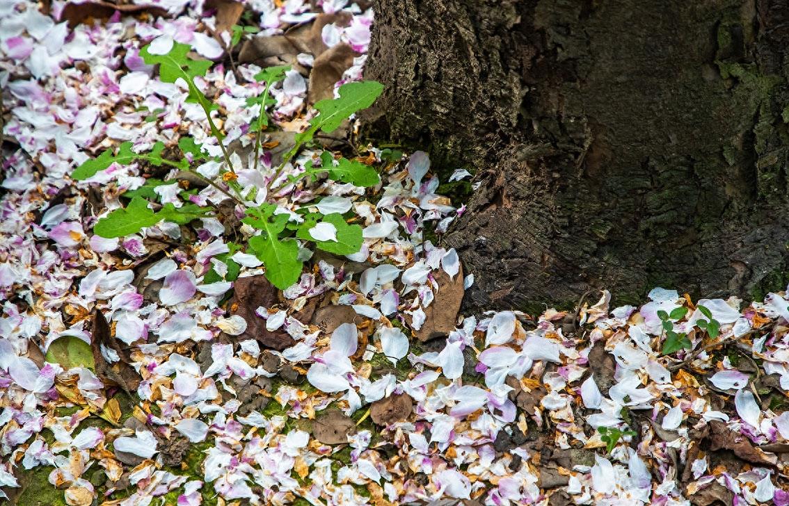 北京中南海西花厅的海棠树在邓颖超祖居开花了，她原来是光山人呀
