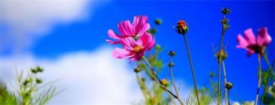 ​格桑花花期多久，花期怎么养护?
