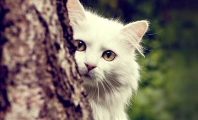 ​弃猫效应，一次爱情里的自我感动