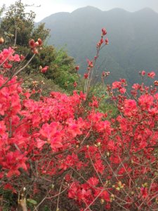 ​通天蜡烛山