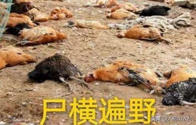 ​法国农场母鸡热死，高温致欧洲10人死亡，农村高温天怎么避暑？