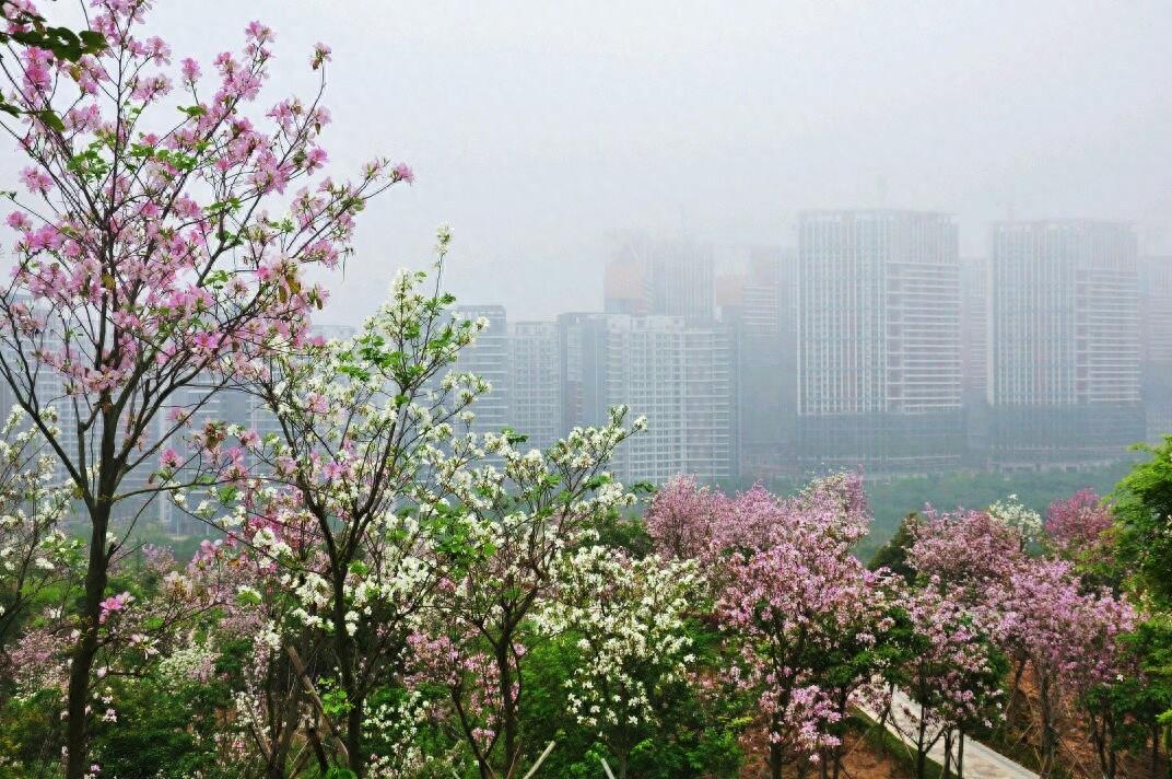 随拍公园-深圳 聚龙山公园