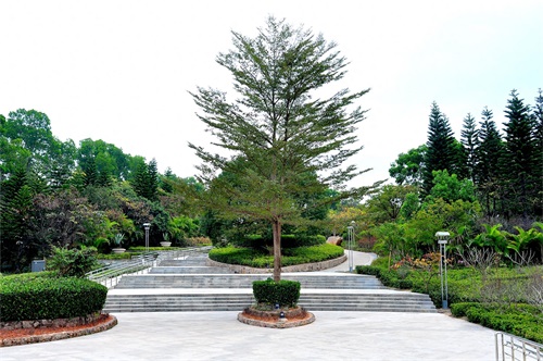 随拍公园-深圳 聚龙山公园