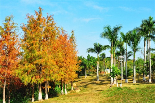 随拍公园-深圳 聚龙山公园