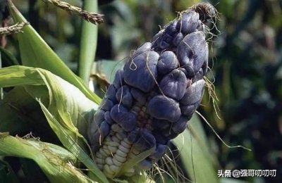 ​俗称乌米，寄生在玉米上的“怪胎”，小时候的美味，如今很少见