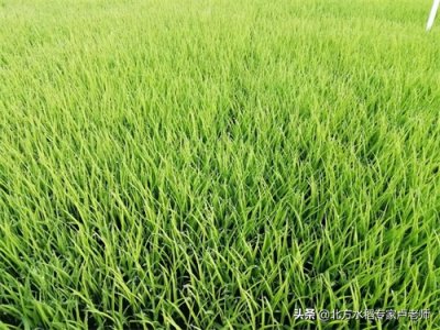 ​136、水稻苗床管理技术要点综述