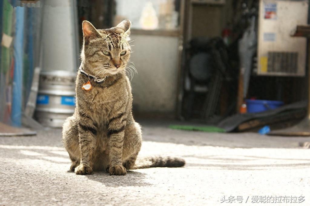 虎皮猫——脸形漂亮，表情丰富，喜欢和人们相处
